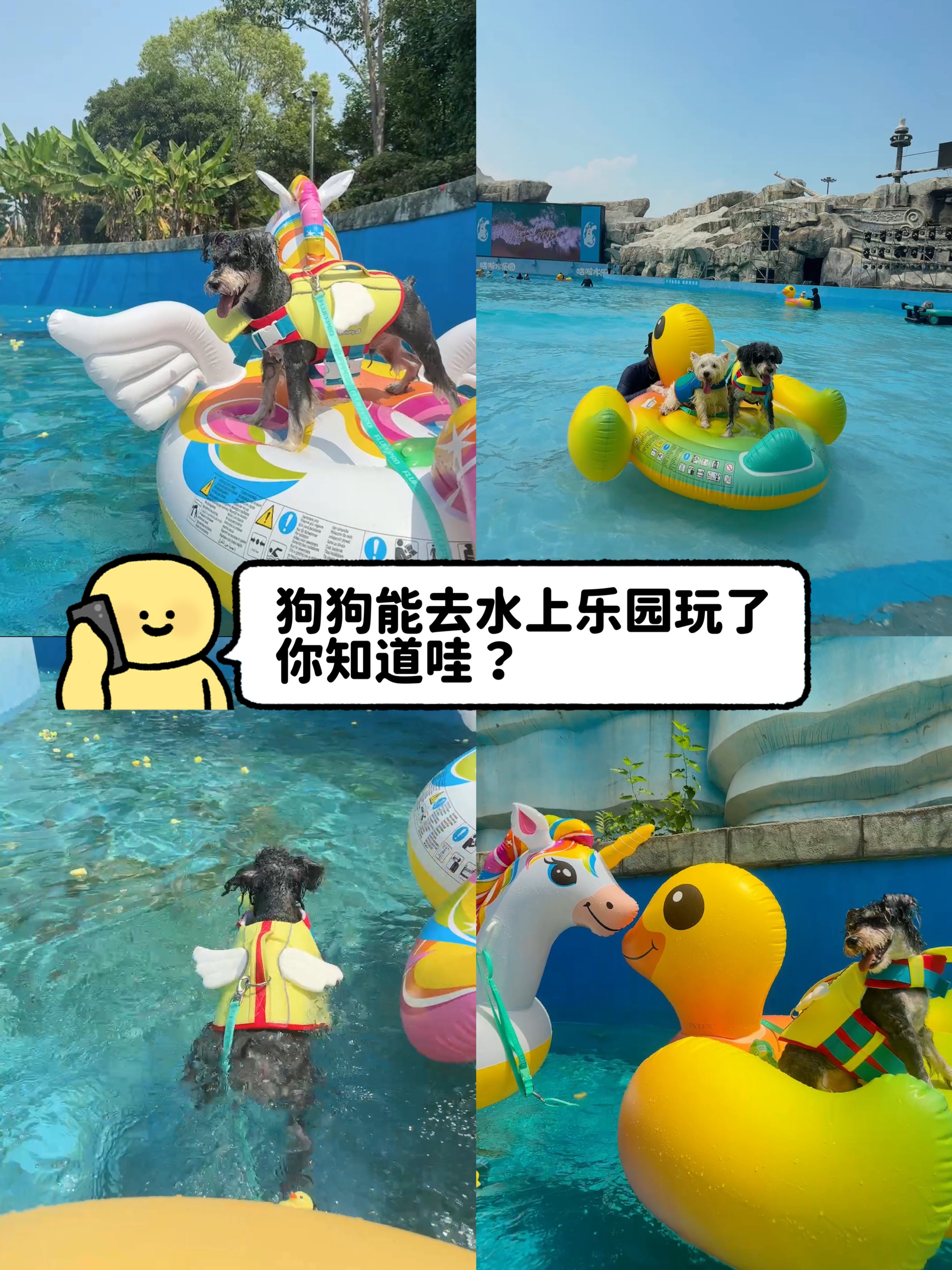 带狗狗去水上乐园后悔没有早点开来