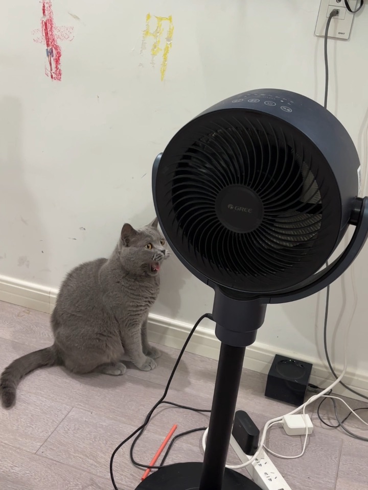 猫，人，冰淇淋三者的关系
