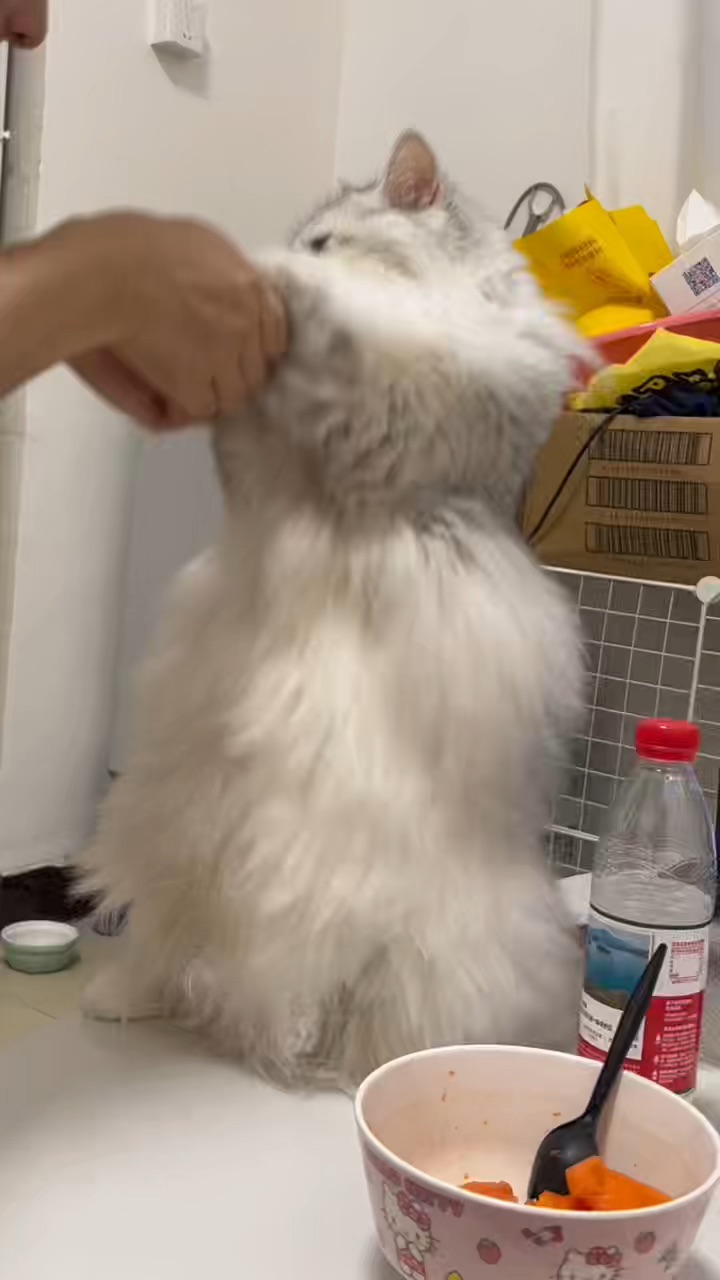 最好拿捏的小猫咪