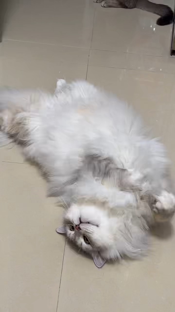 撒娇小猫最可爱💓