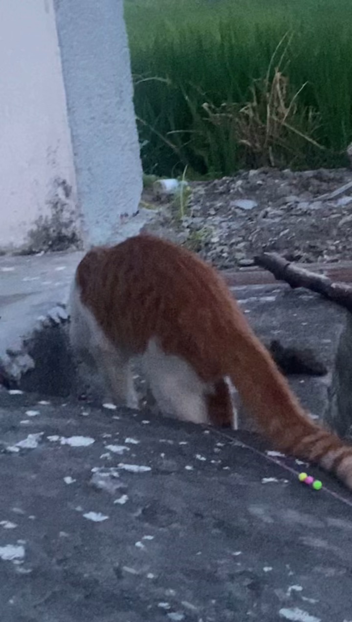 9.13 还得是年轻的小猫咪 年轻的肉体