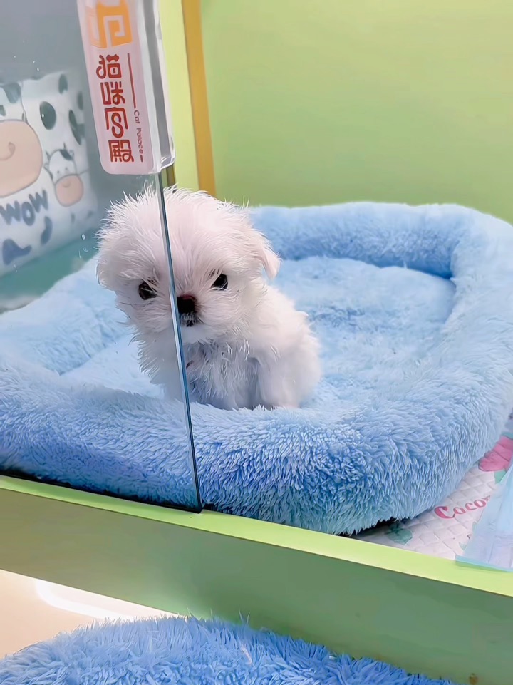 奶fufu的小狗团子们出窝倒计时🕚