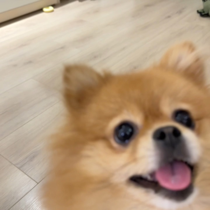 展示猪肝👅