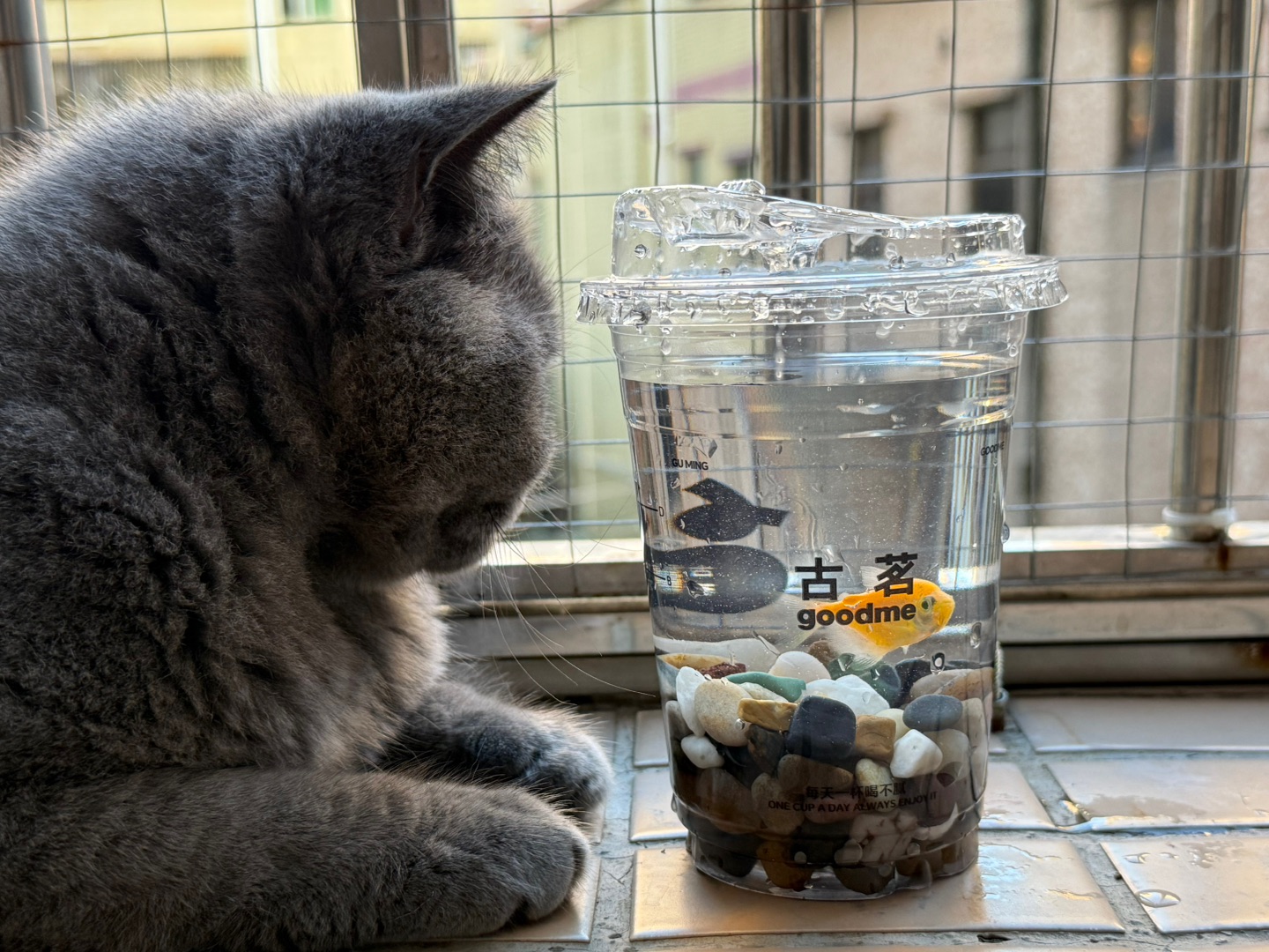 猫与鱼