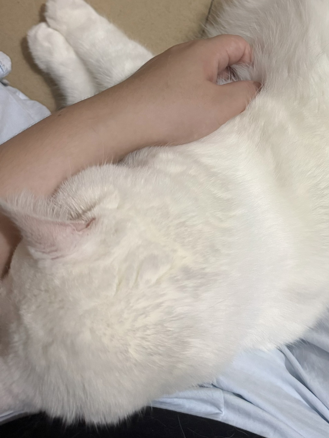 被毛孩子治愈