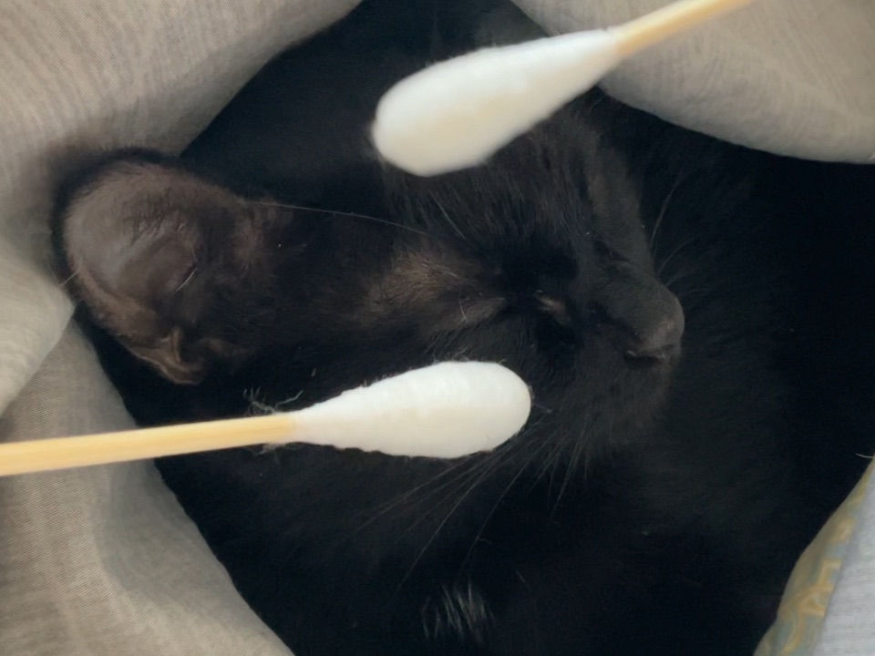 解锁猫咪解压新姿势！用一根棉签让小黑秒变‘乖宝宝’~