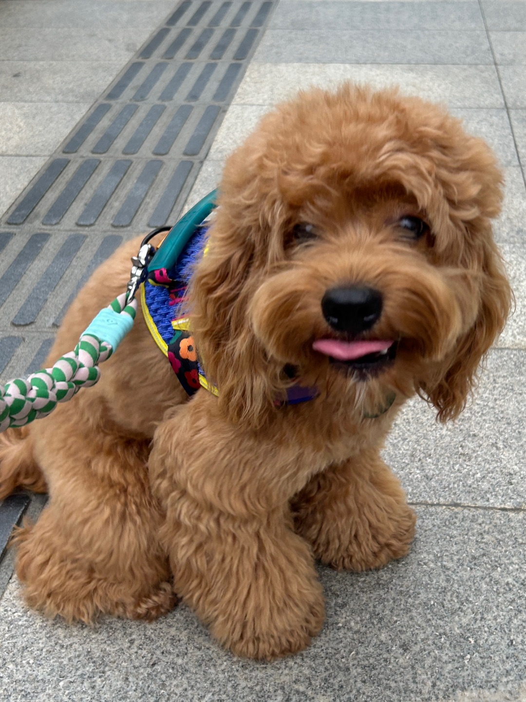 Cuca's Daily 胸背分享爆冲小狗的克星！