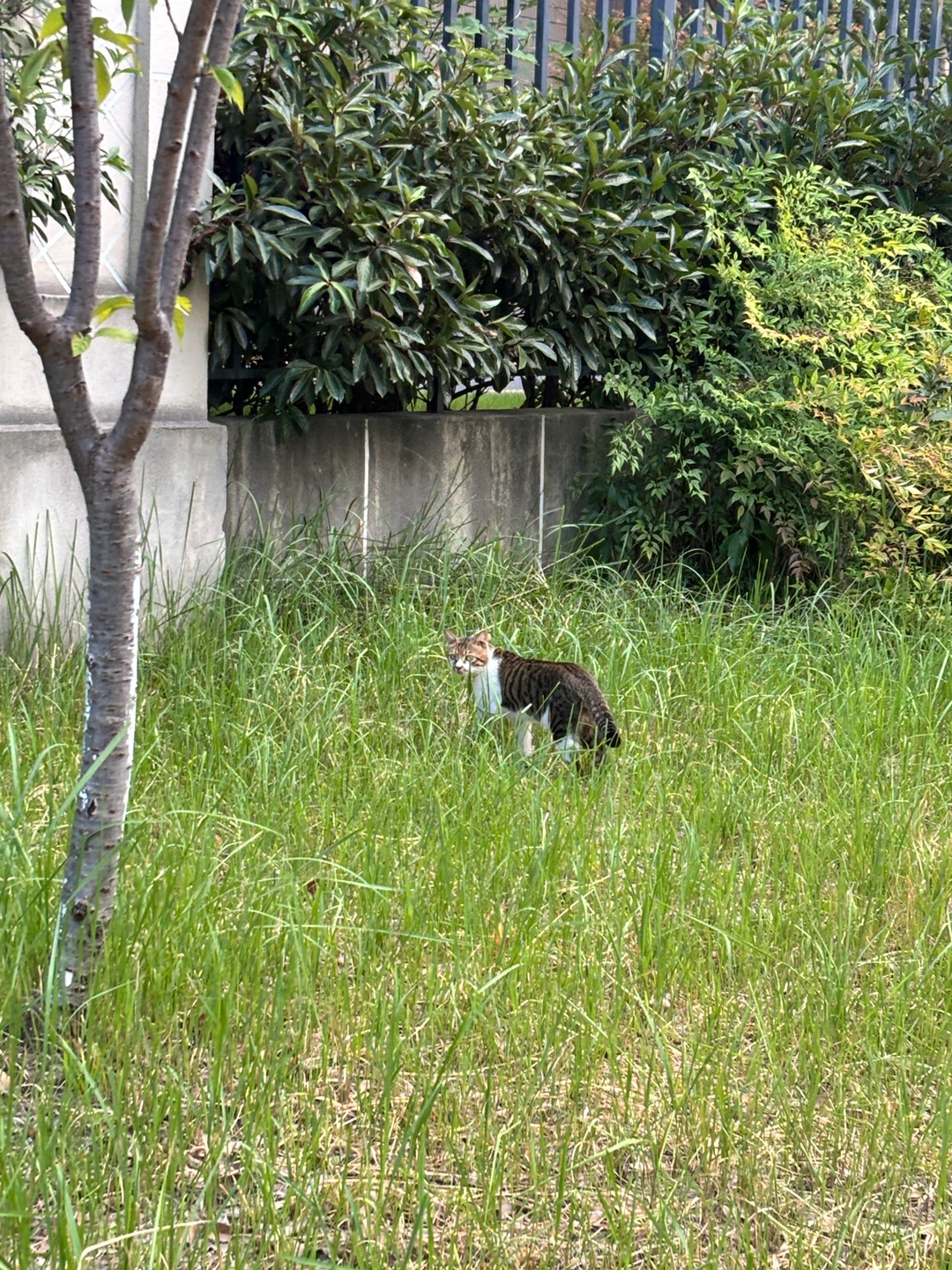 又遇见猫了
