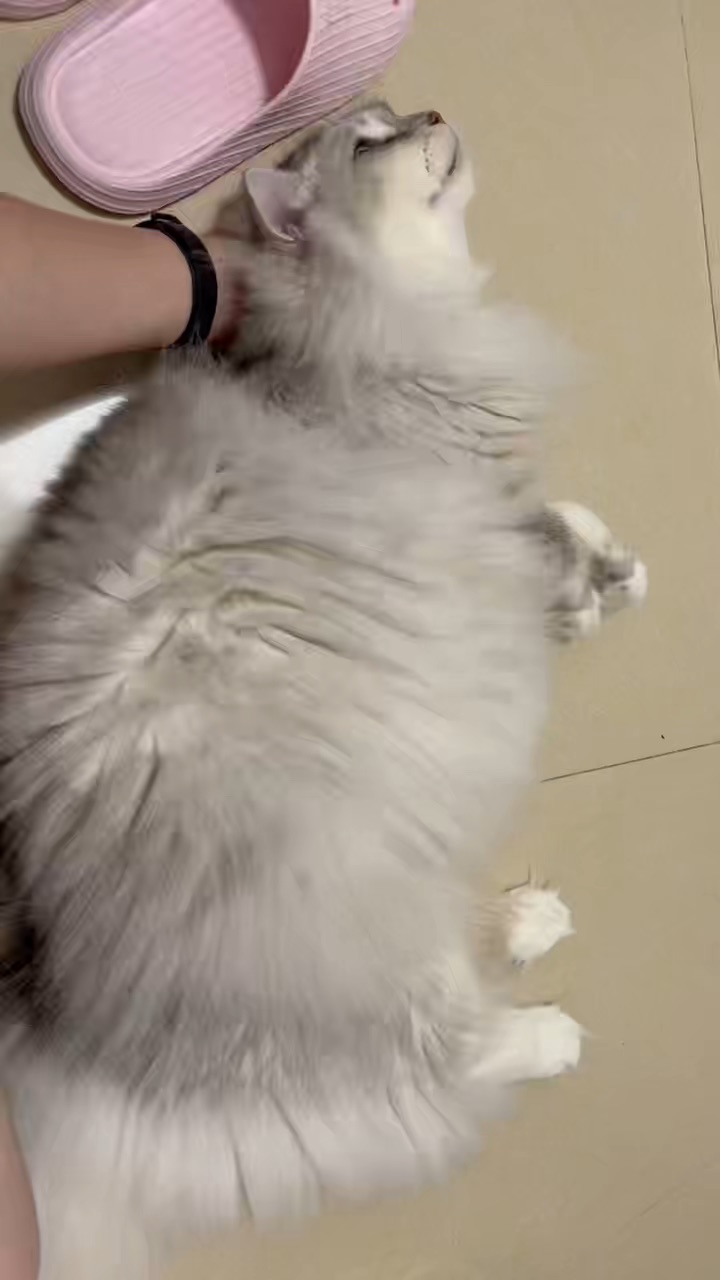 小猫碰瓷我的手啦！