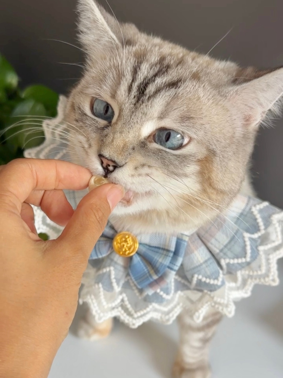 大馋小子上线
