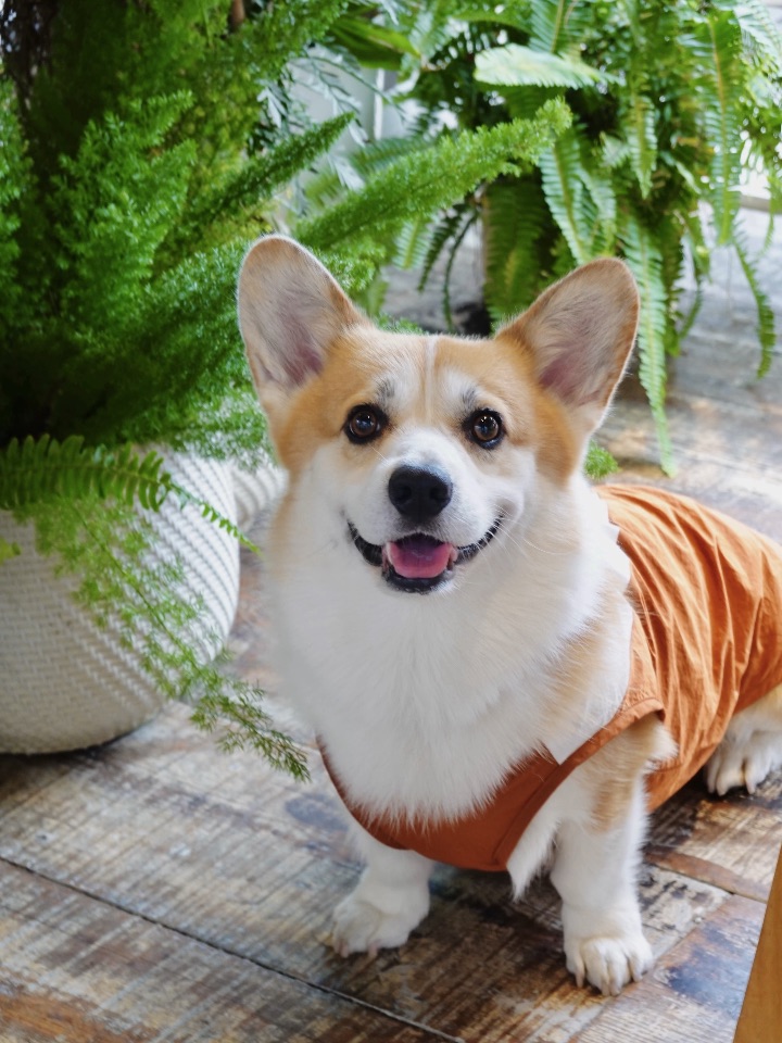 小狗一笑🐕所有烦恼全消 ·͜·˖″