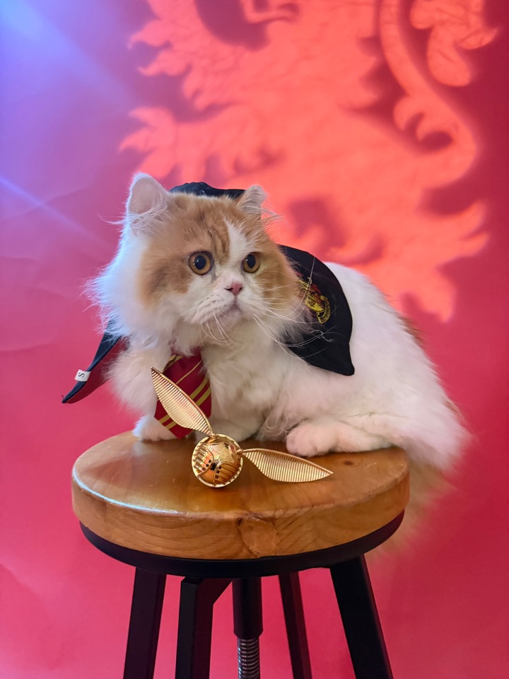 小猫🐱也会玩金色飞贼吗🐱