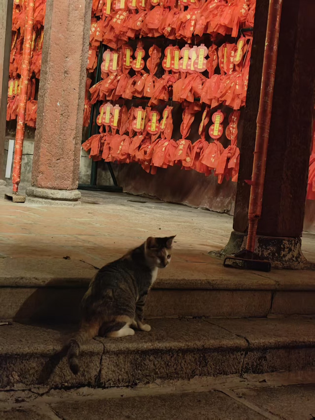 庙附近的猫