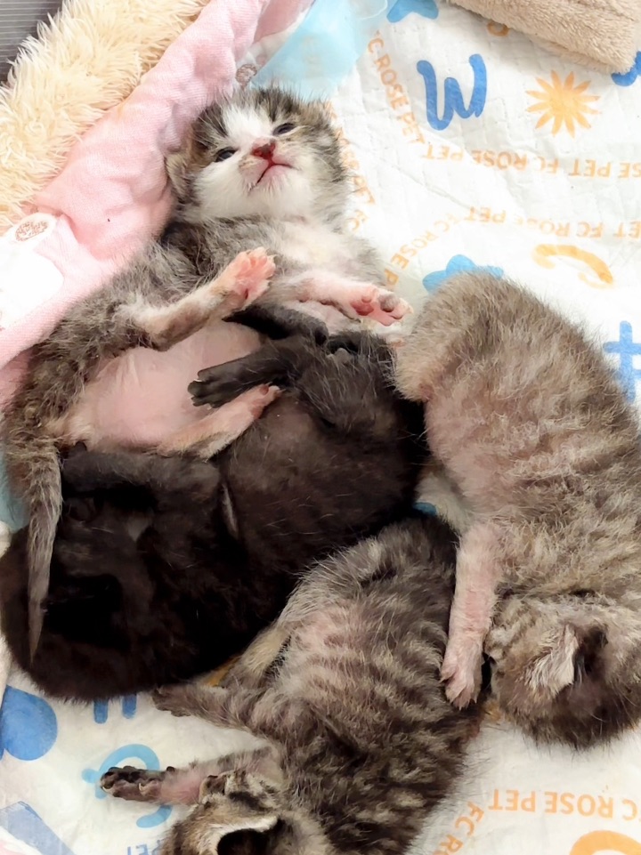 今天没有广告！只有小猫！！！