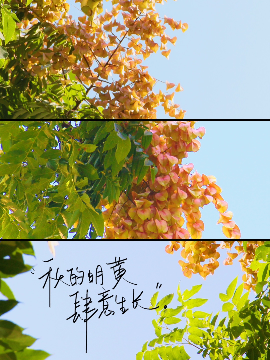 一棵栾树，就是一场盛大的秋天