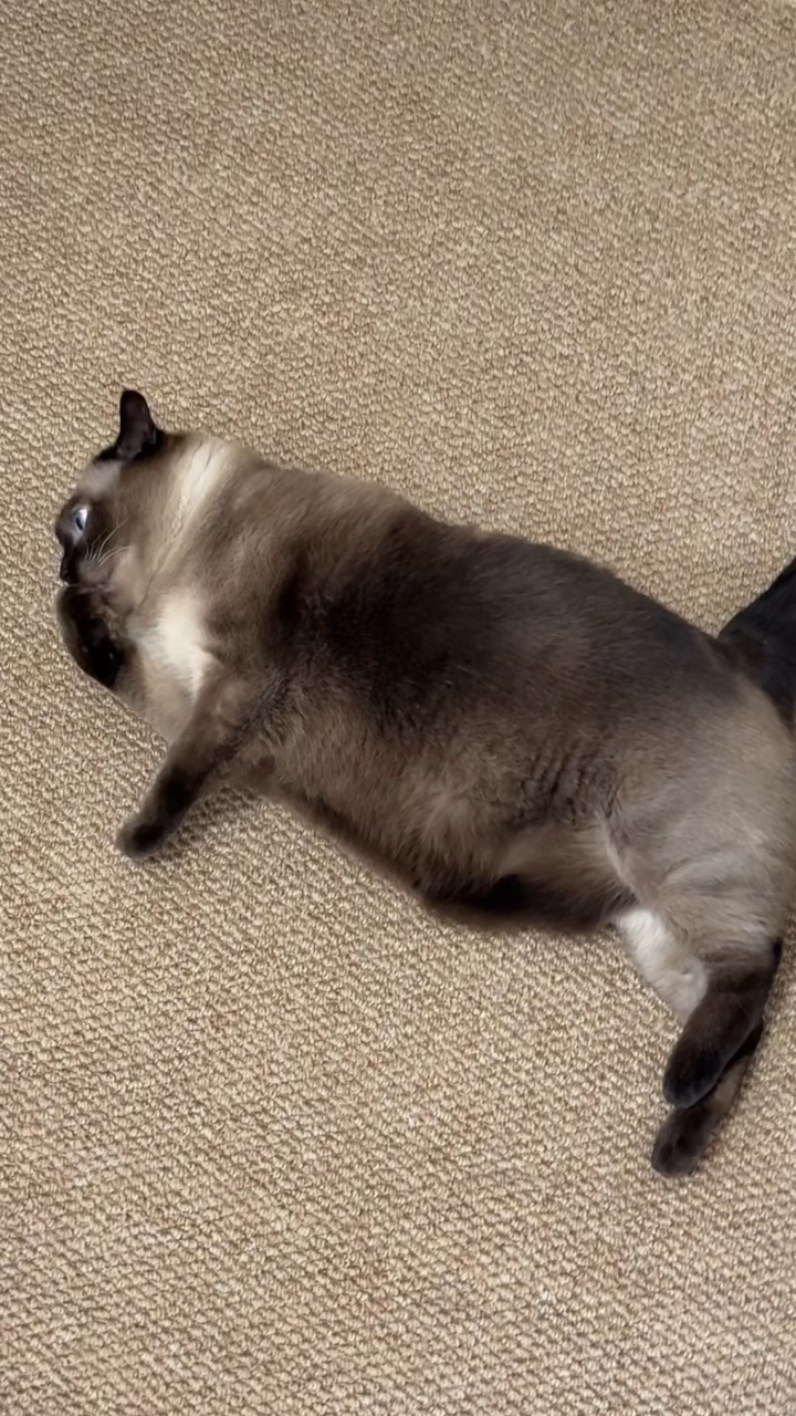 家人们，养猫之后，是不是苦恼猫咪掉毛严重，害怕之后会造成皮肤问题，尤其是看到满屋的猫毛，心都累了。我家芋圆就是之前毛发干枯，掉毛严重，后来开始喂磷虾油，直接惊艳到我了！