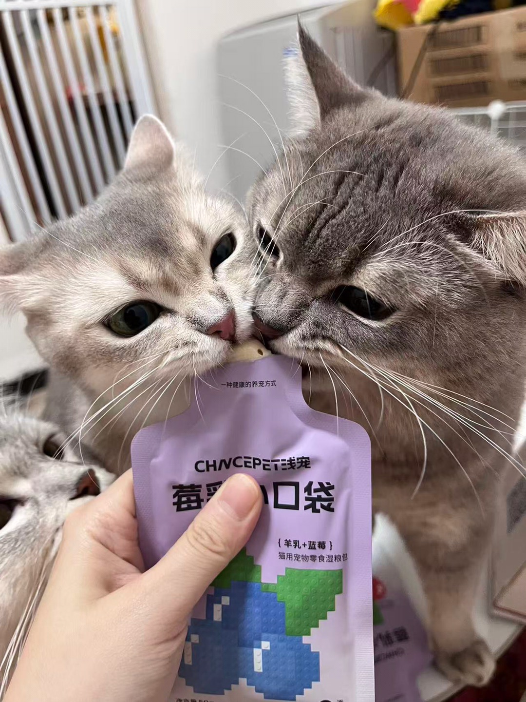 分咪一口