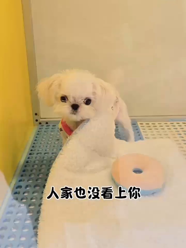 小狗届也有爱情法则🩷📖
