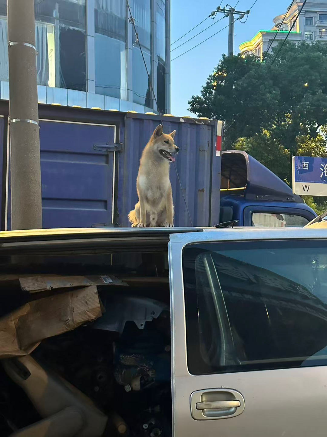 🐶《小狗日记：今天成功占领车顶高地！》🚗