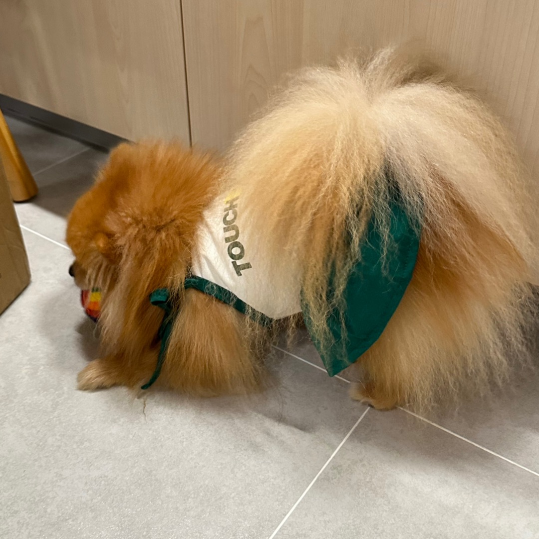 快看，我的网球搭子🎾🐶