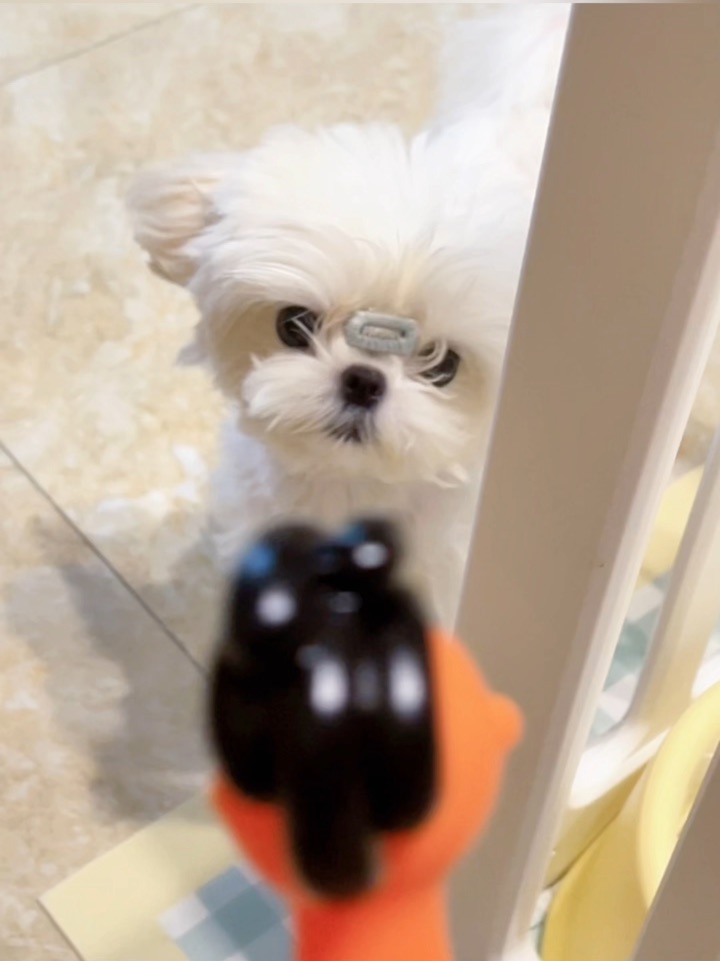 尖叫🐔VS 🐶，我家狗子被尖叫鸡吓到变形🙀
