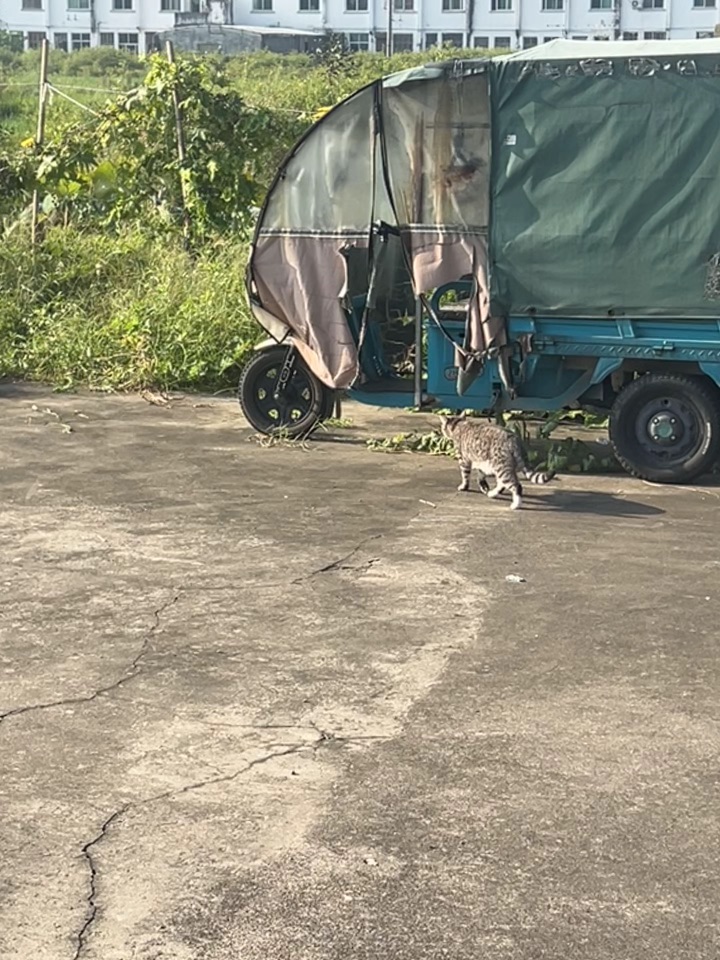 9.18 偷偷去哪玩啊小猫