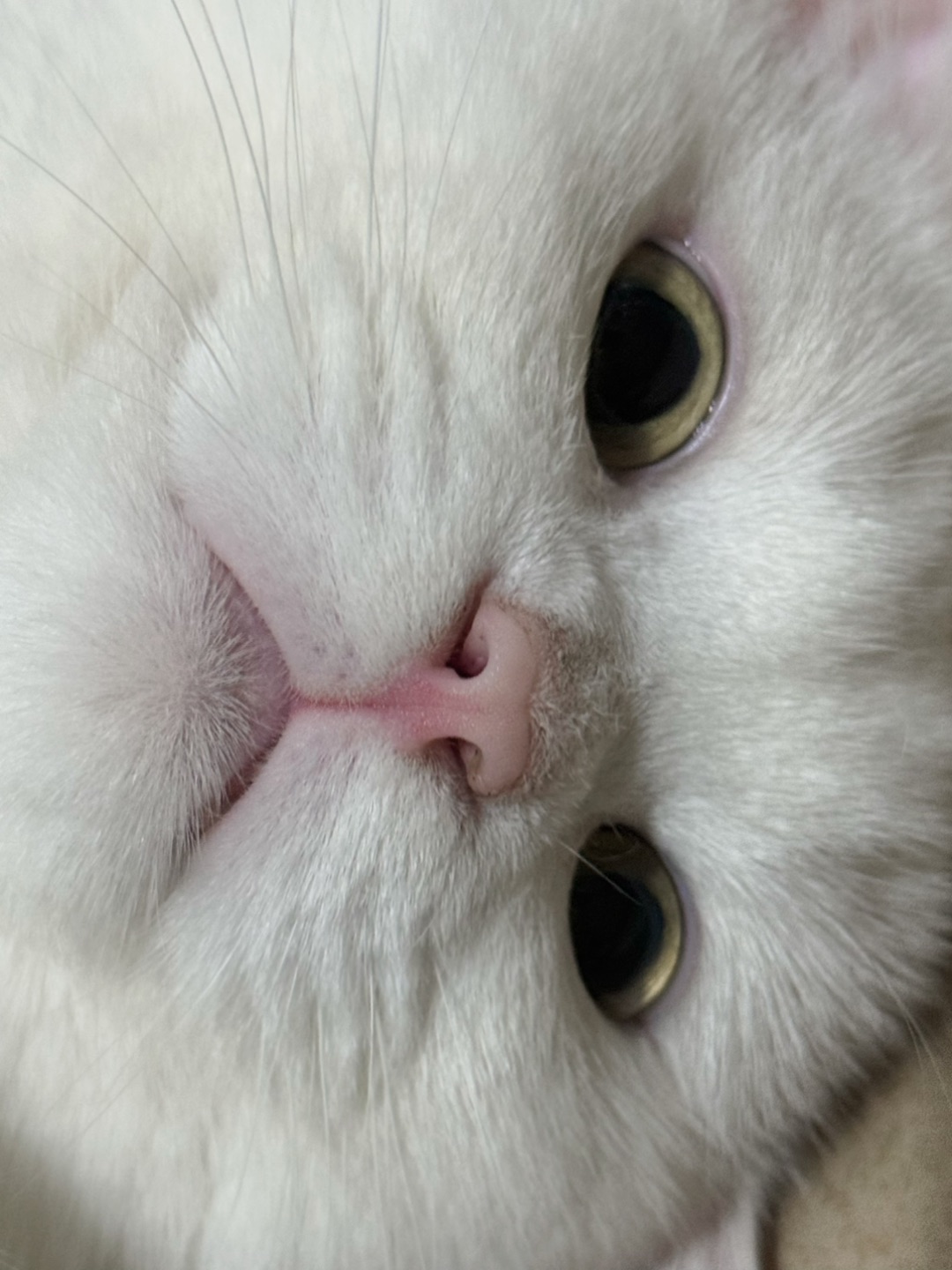 元宝的怼脸杀