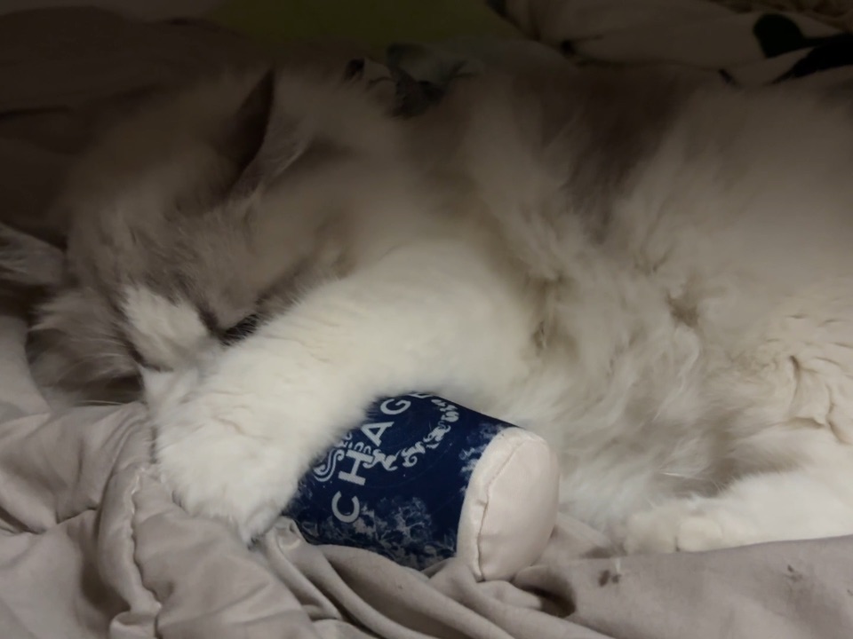沉迷喝奶茶的小猫咪19