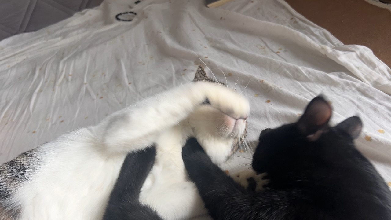 一边偷看一边打架hiahiahiahia