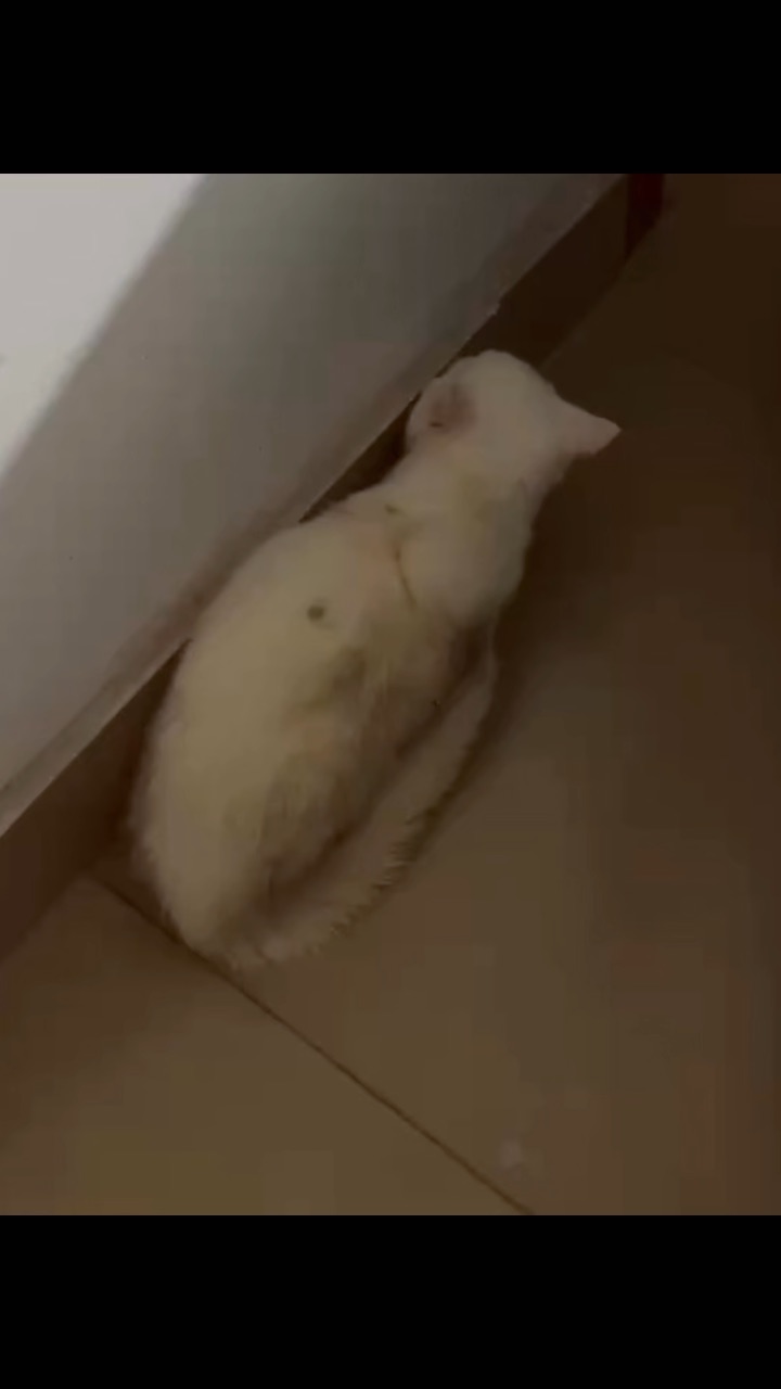 👀✨