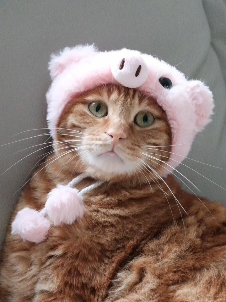 今天是丑丑小猪🐖