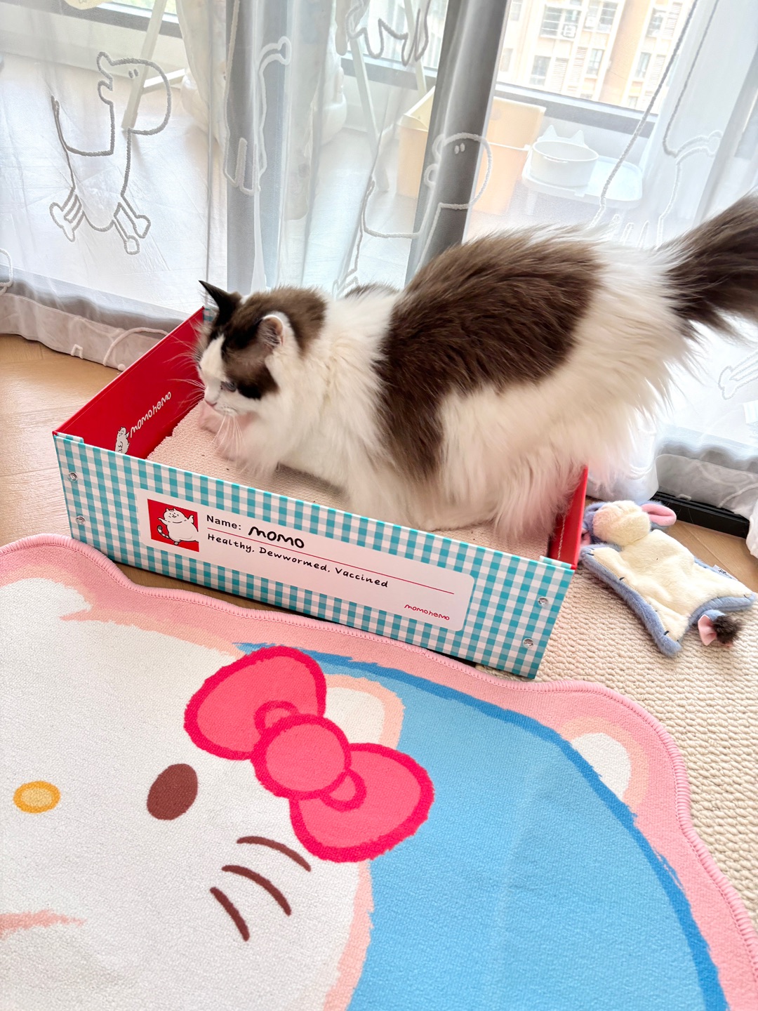 猫猫专属“小盒子”！MOMO的新宠太可爱🐾