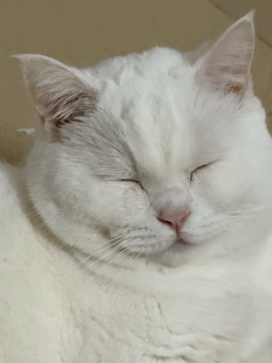 等困了💤