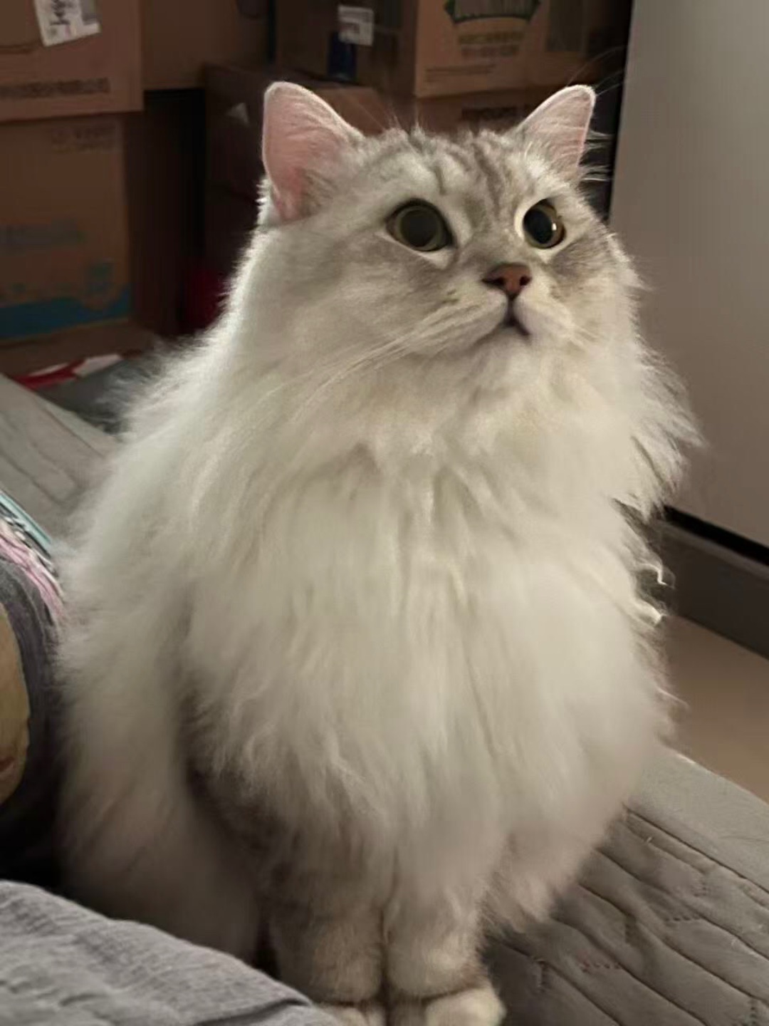 好喜欢我的猫