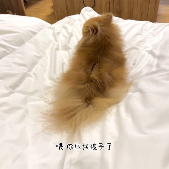 有没有同款烦人小抖