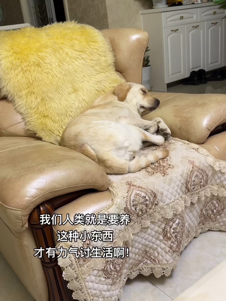 养小狗的意义