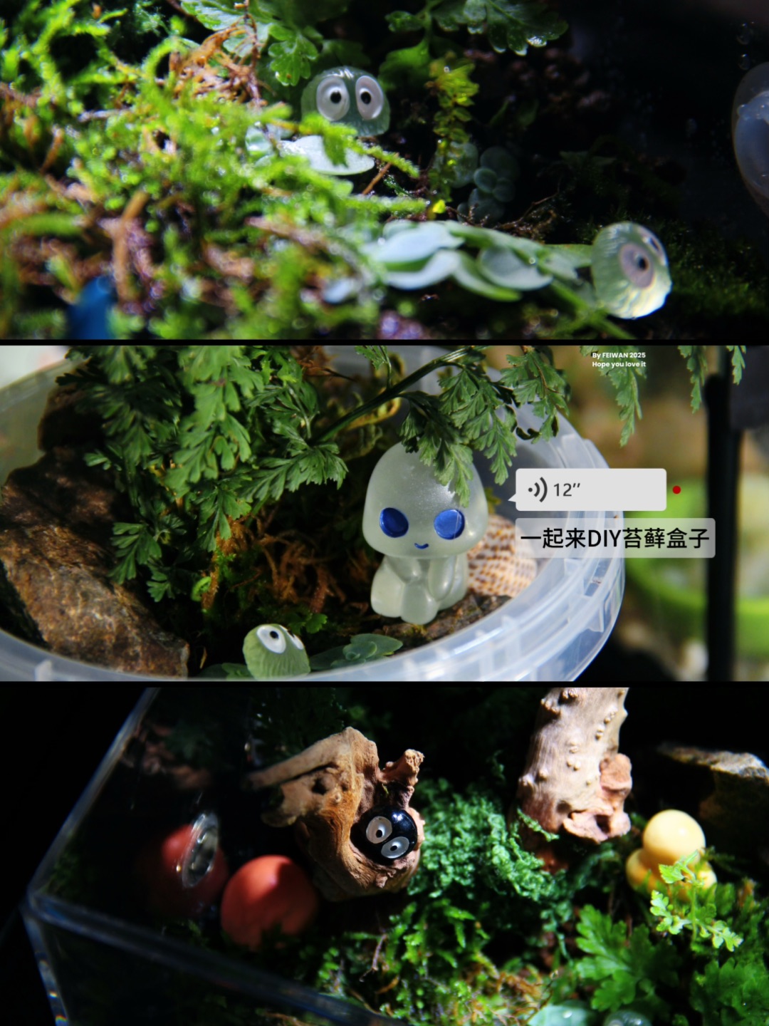 DIY·苔藓微景观｜把山野诗意，装进小盒子里