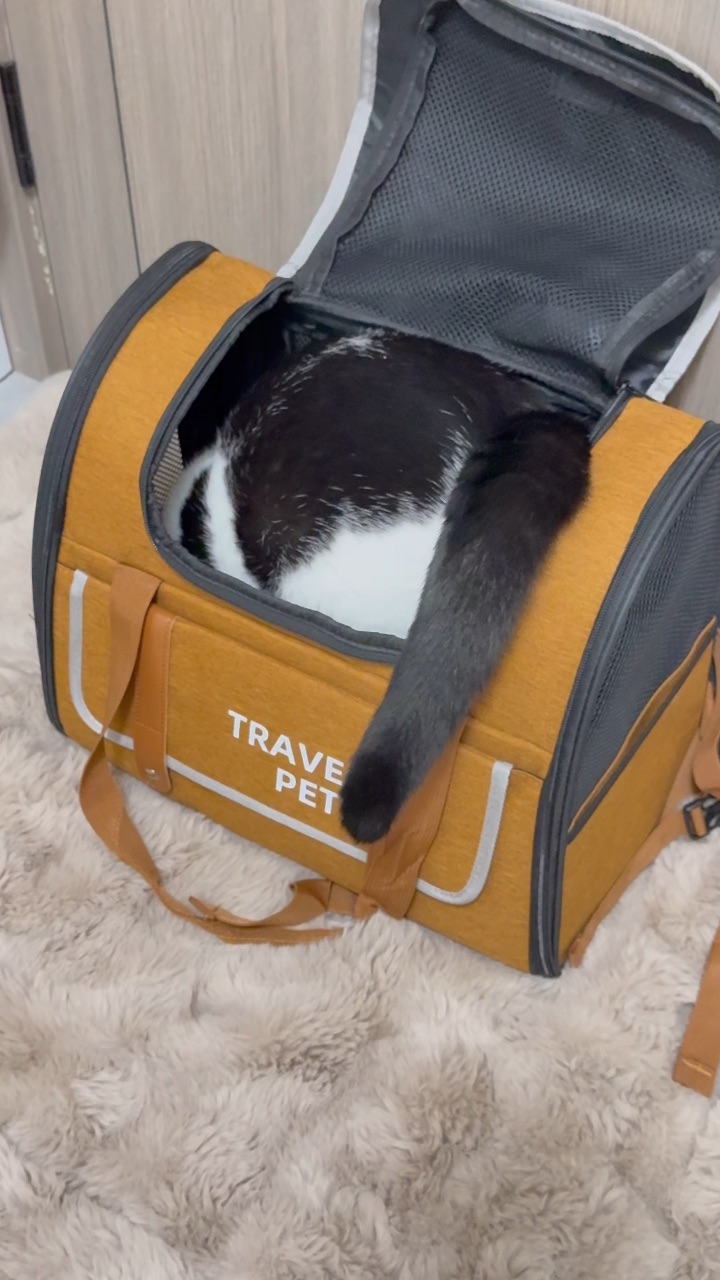 猫包新体验