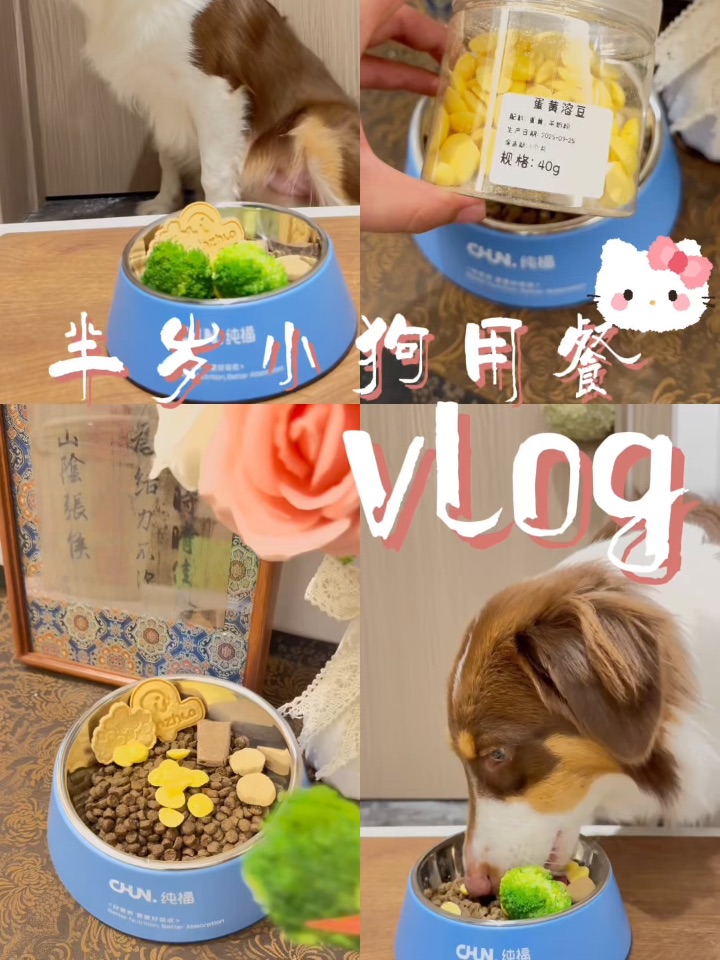 解锁小狗沉浸式吃播🍽️