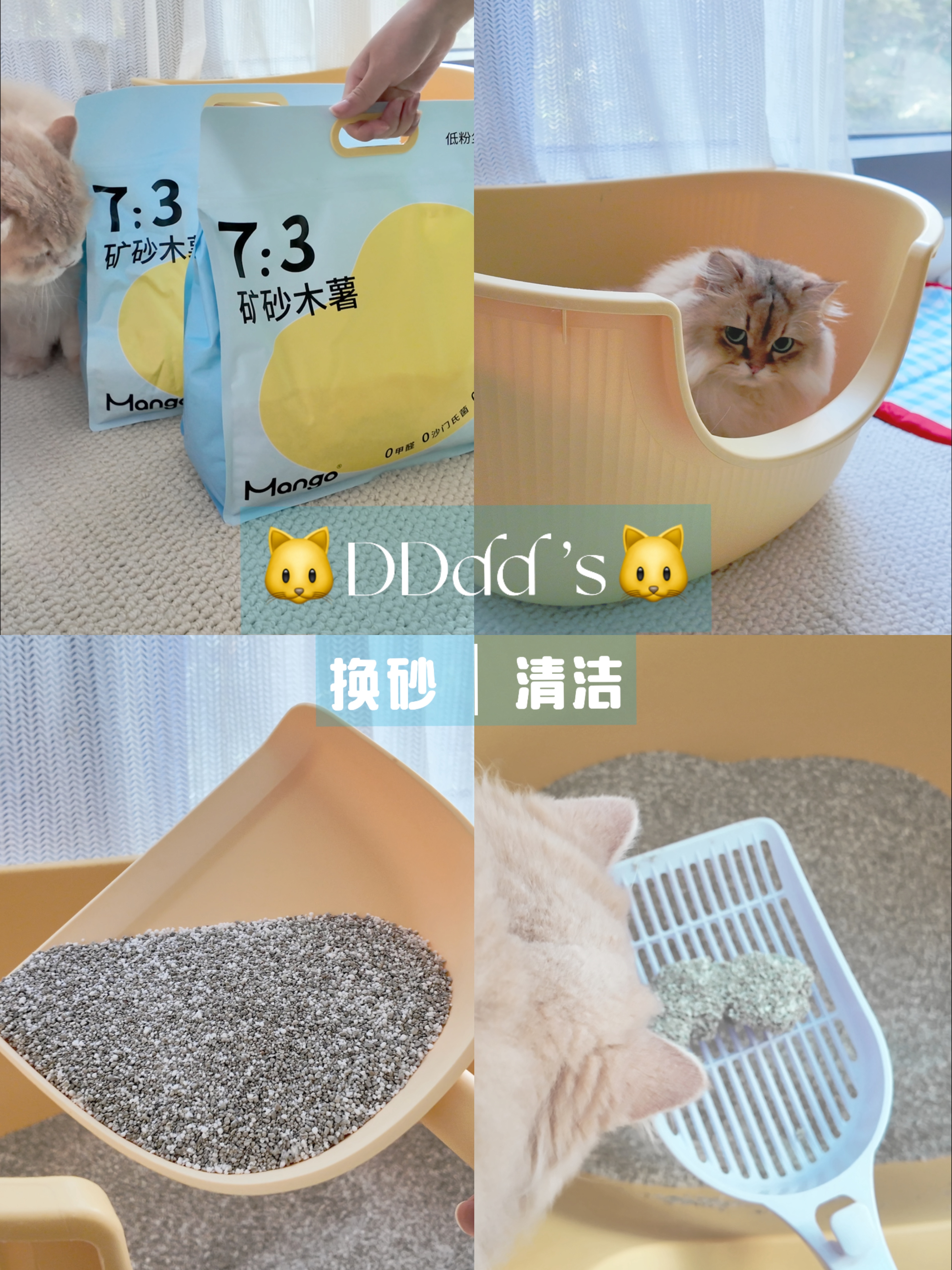 小猫日记💦|国庆出门前换上新猫砂