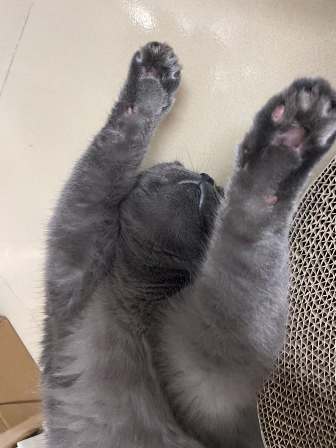 小猫举手🙋🏻♂️