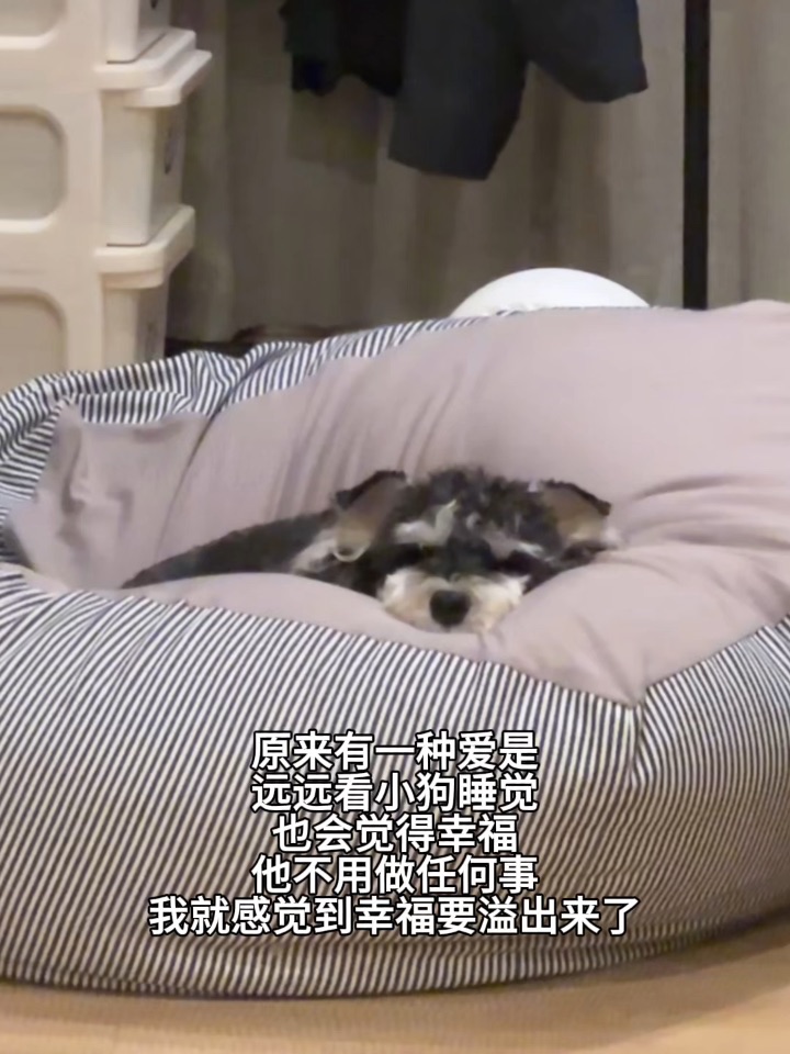 养狗人才懂