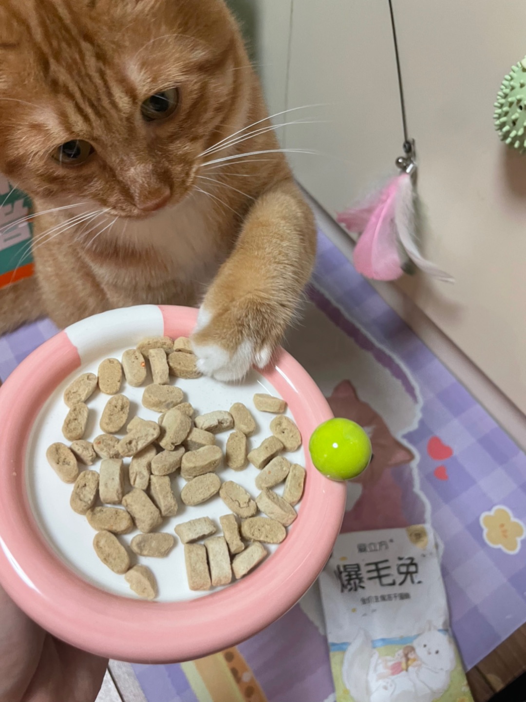今天吃爱立方爆毛兔！