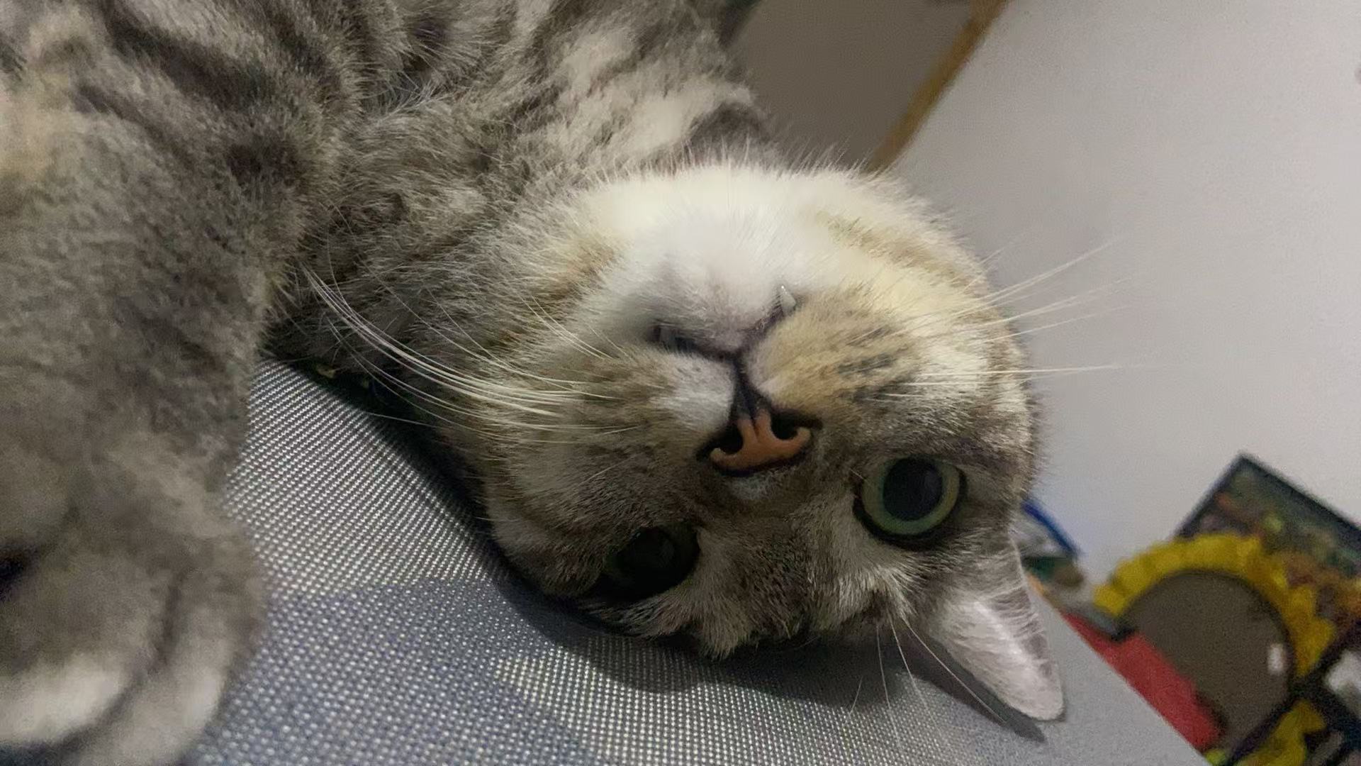 10.2 很巴适哦 小猫咪