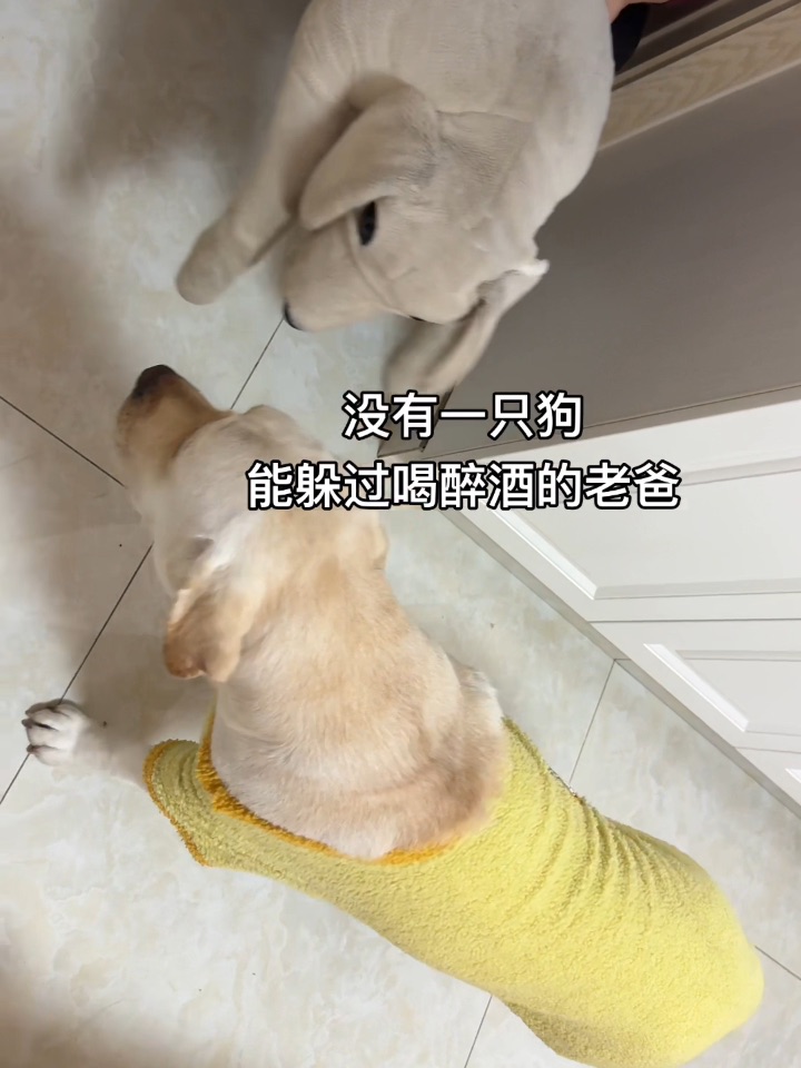 没有一只狗 能躲过喝醉酒的老爸