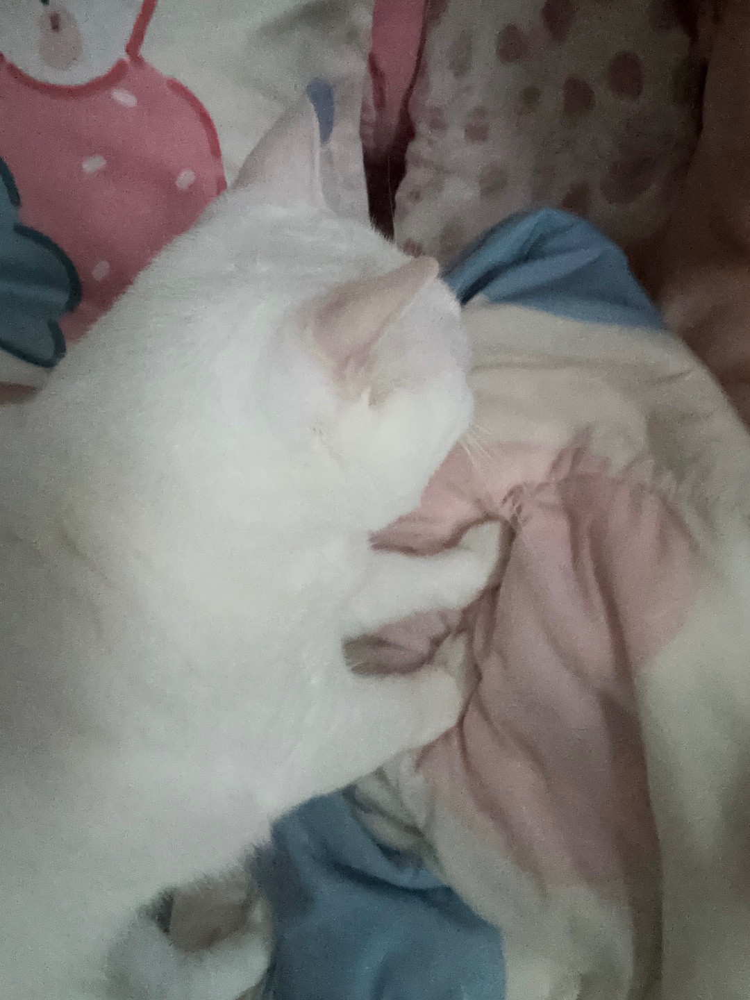 10.13踩奶猫