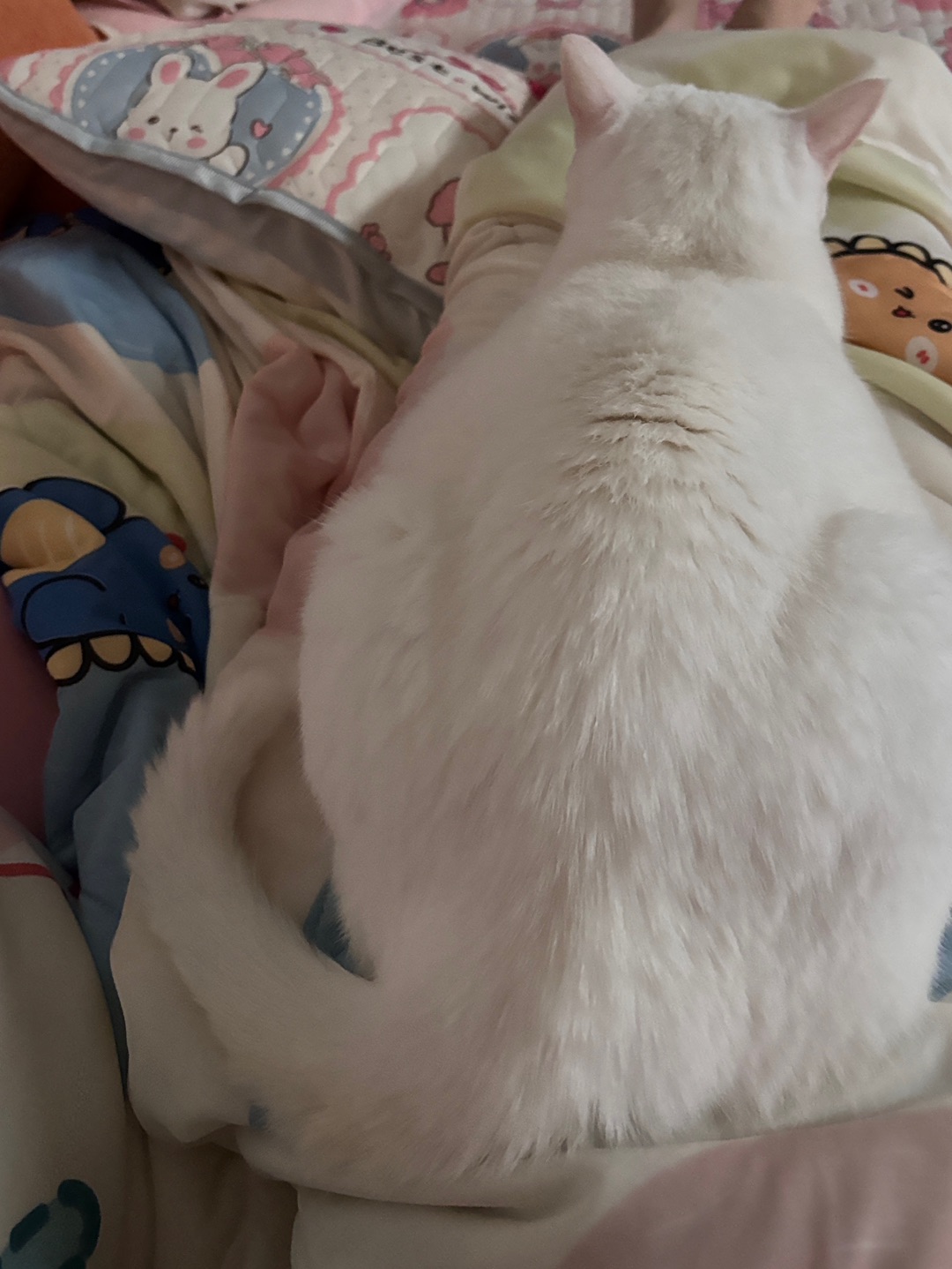 10.14屁屁小猫
