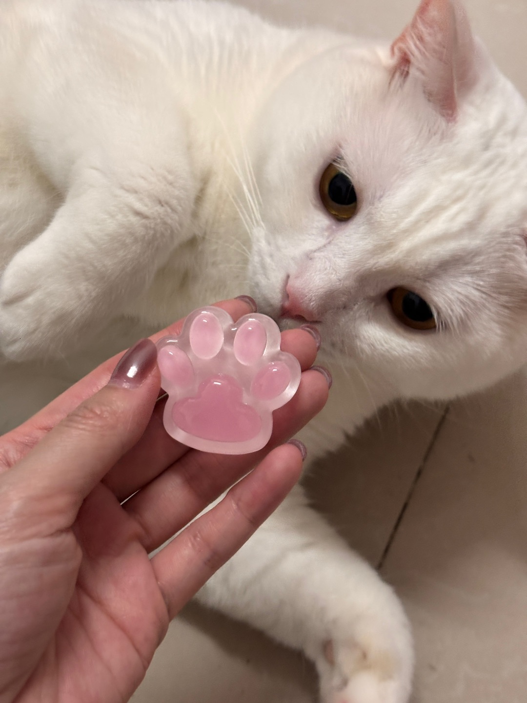 10.18可爱爪爪配可爱猫猫