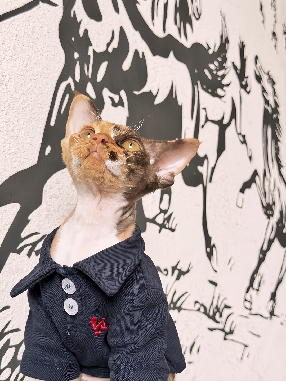 看看小猫咪的美照