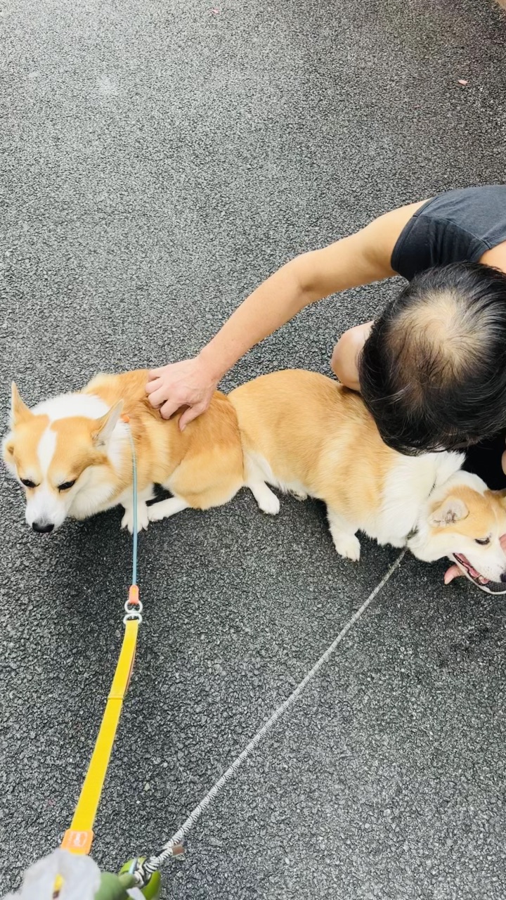 小狗每天最开心的是碰到熟人